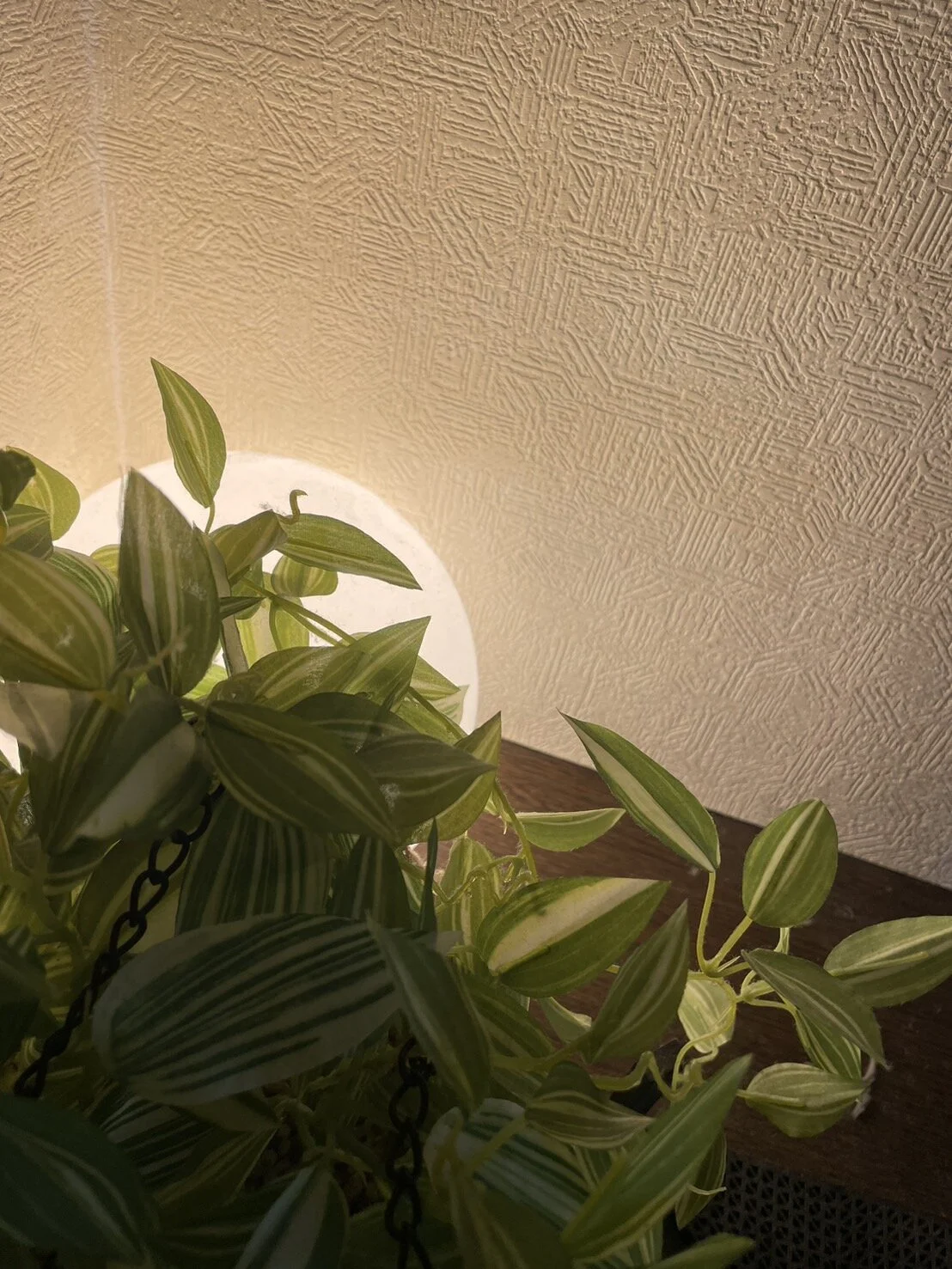 momo_love_のアートは何を意味するのか